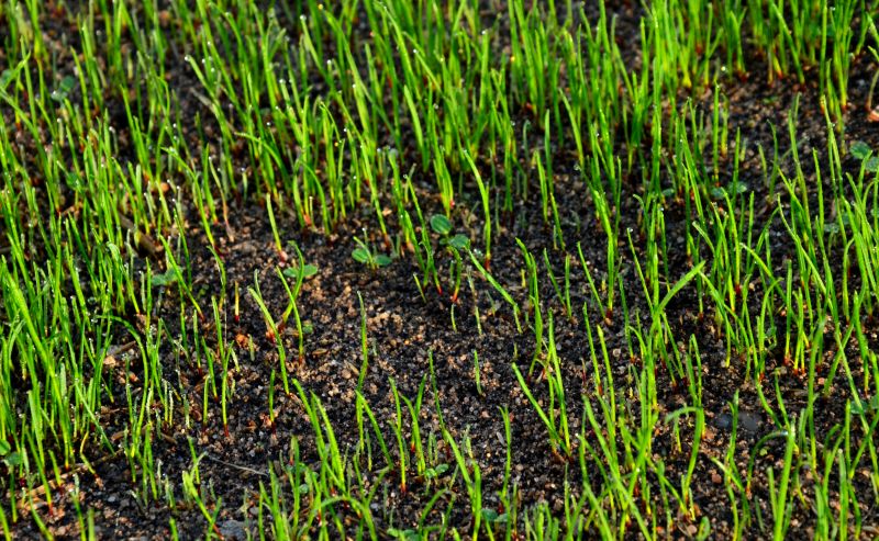 Summer Lawn Replacement